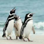 Gobierno retira decreto que buscaba proteger al pingüino de Humboldt