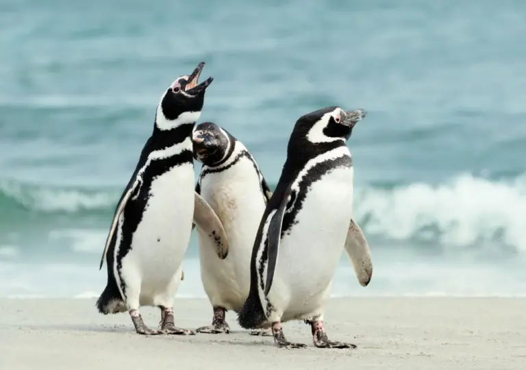 Gobierno retira decreto que buscaba proteger al pingüino de Humboldt 2 imagen 2026 03 17 164300614