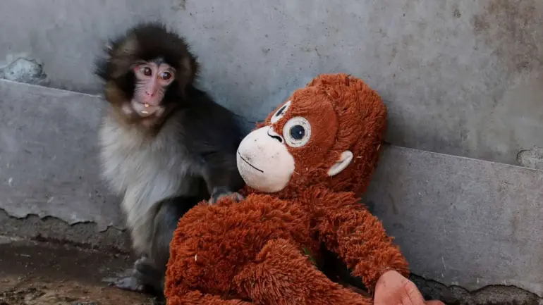 Punch emociona al mundo: el mono rechazado que hoy encontró amistad y felicidad