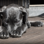 Gobierno de José Antonio Kast retira reglamento de la Ley Cholito y genera alerta en organizaciones animalistas