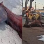 Indignación en Talcahuano tras denuncia de brutal maltrato a un caballo en plena vía pública