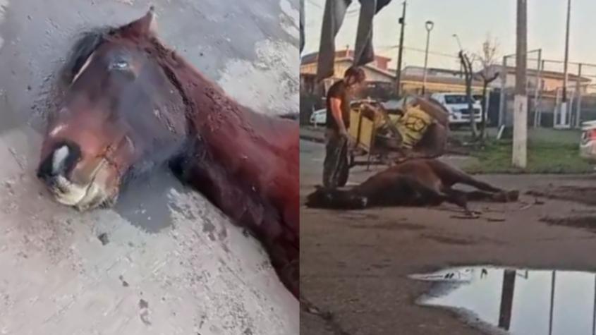 Indignación en Talcahuano tras denuncia de brutal maltrato a un caballo en plena vía pública