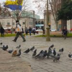 Concepción endurece medidas: alimentar palomas en espacios públicos puede costar una multa de hasta 1 UTM