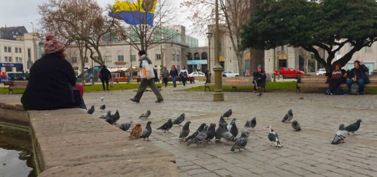 Concepción endurece medidas: alimentar palomas en espacios públicos puede costar una multa de hasta 1 UTM 5 pag 10 11 palomas cristian foto raphael 850x400 1
