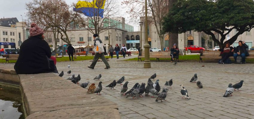 Concepción endurece medidas: alimentar palomas en espacios públicos puede costar una multa de hasta 1 UTM
