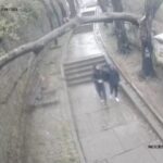 Cámara capta impactante momento en que un árbol cae sobre un adolescente en Lota durante el sistema frontal