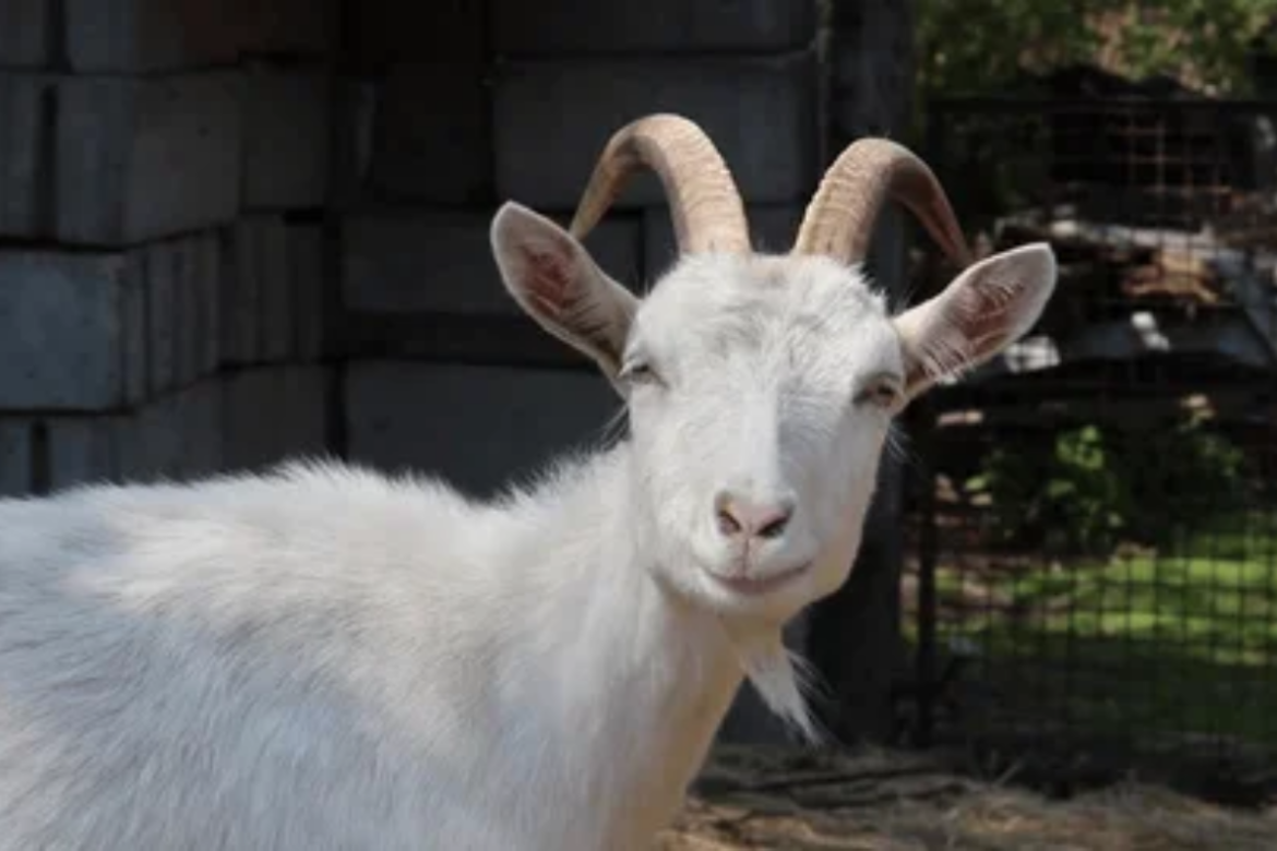 ¡Se colaron sin pagar! Dos cabras sorprendieron a pasajeros al subir a un bus en Portland